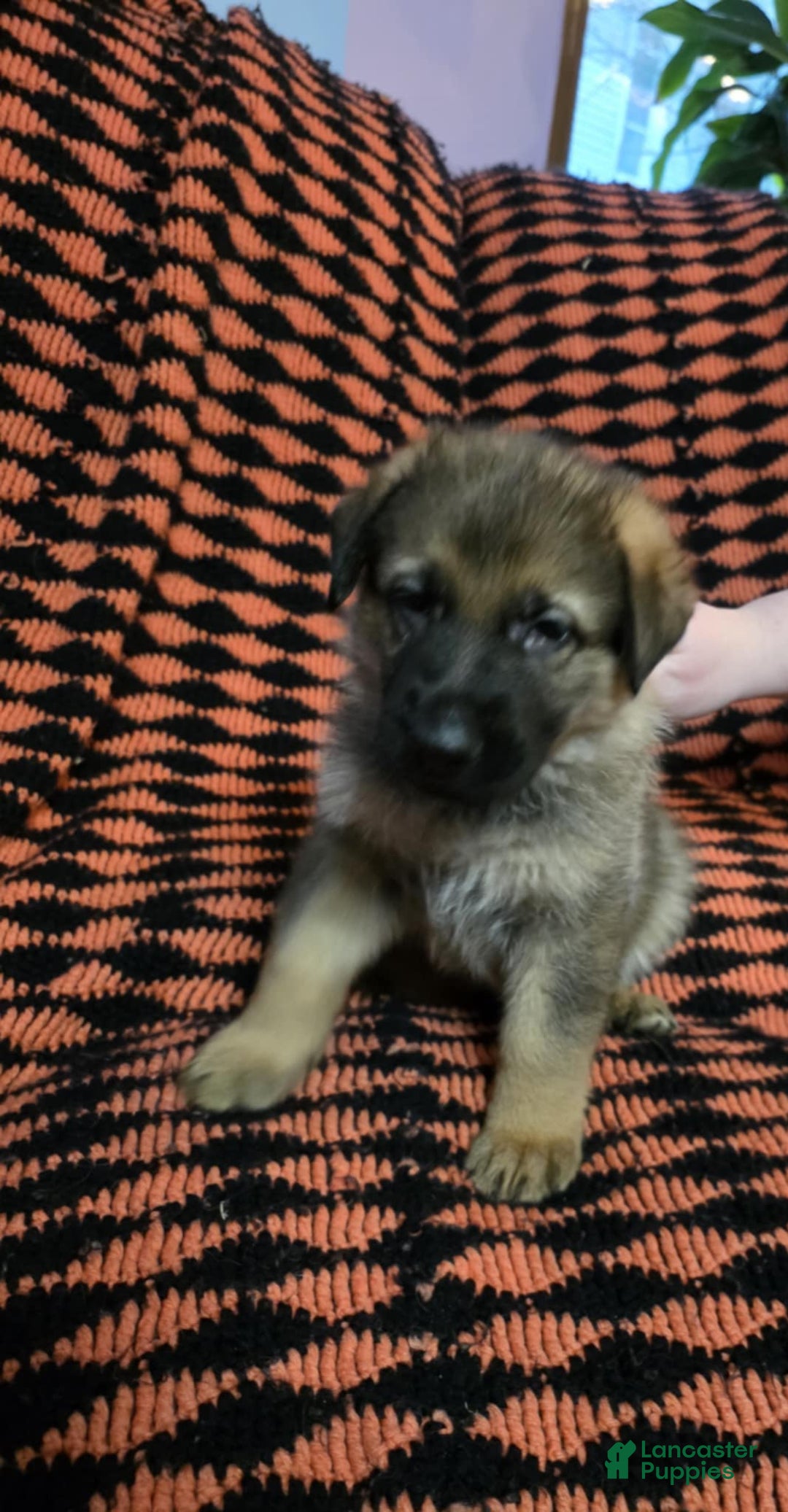 German Shepherd dogs for sale: Peony - Ad 2