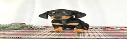 Miniature Dachshund dogs for sale: Scooter - Ad 5