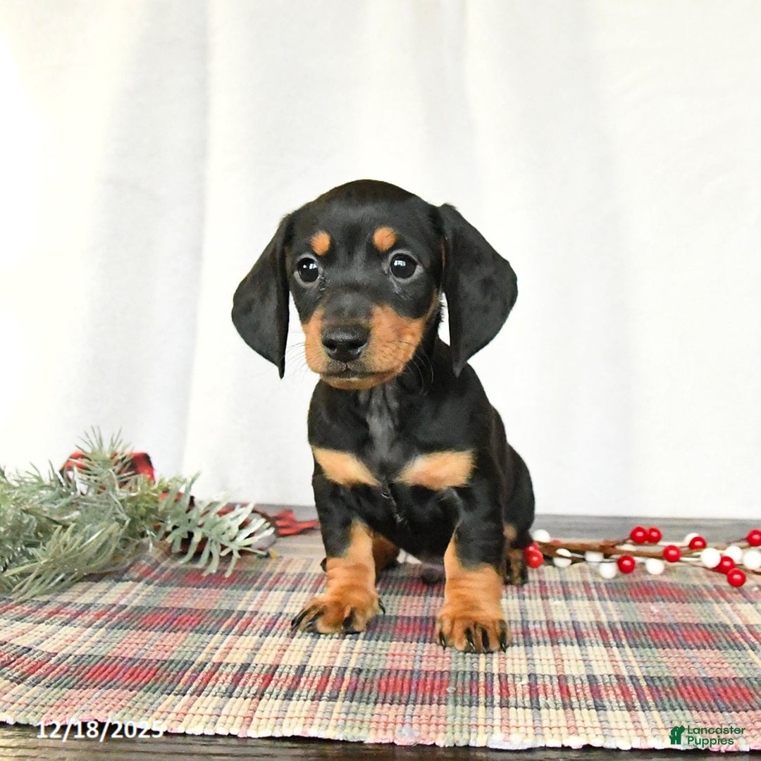 Miniature Dachshund dogs for sale: Scooter - Ad 5