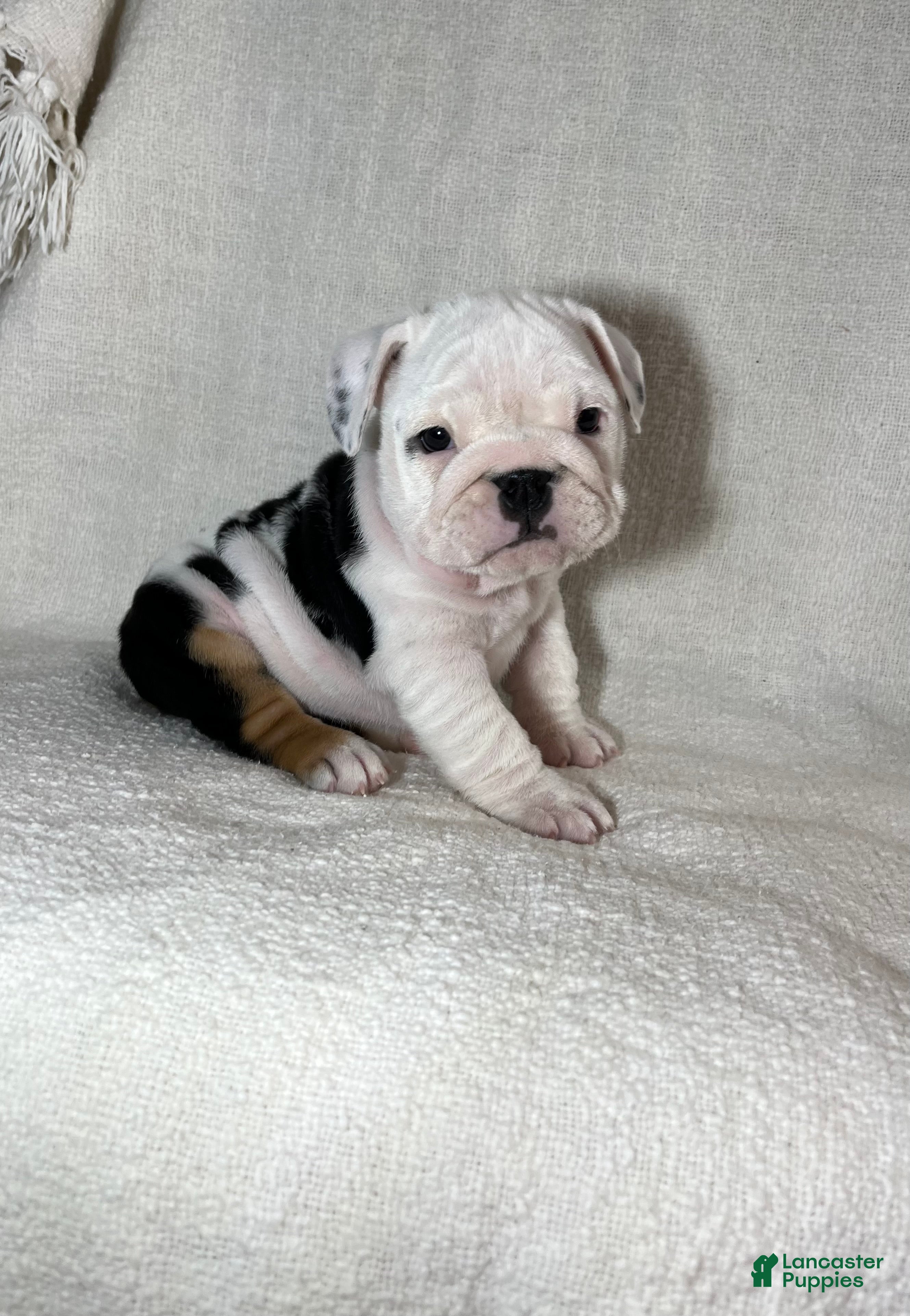 English Bulldog dogs Ava - Ad 18