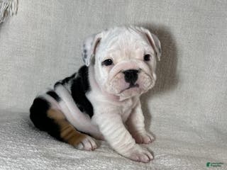 English Bulldog dogs Ava - Ad 18