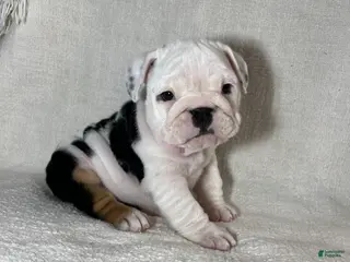 English Bulldog dogs Ava - Ad 23