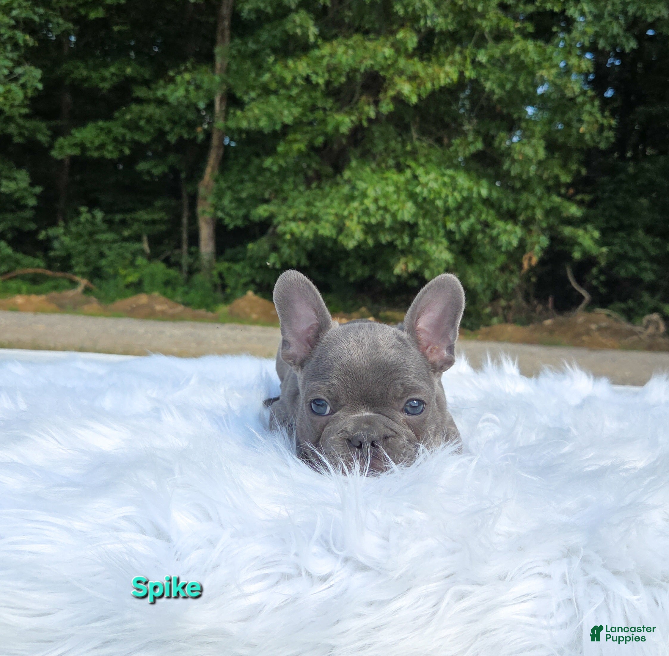 Frenchton dogs Spike - Ad 2