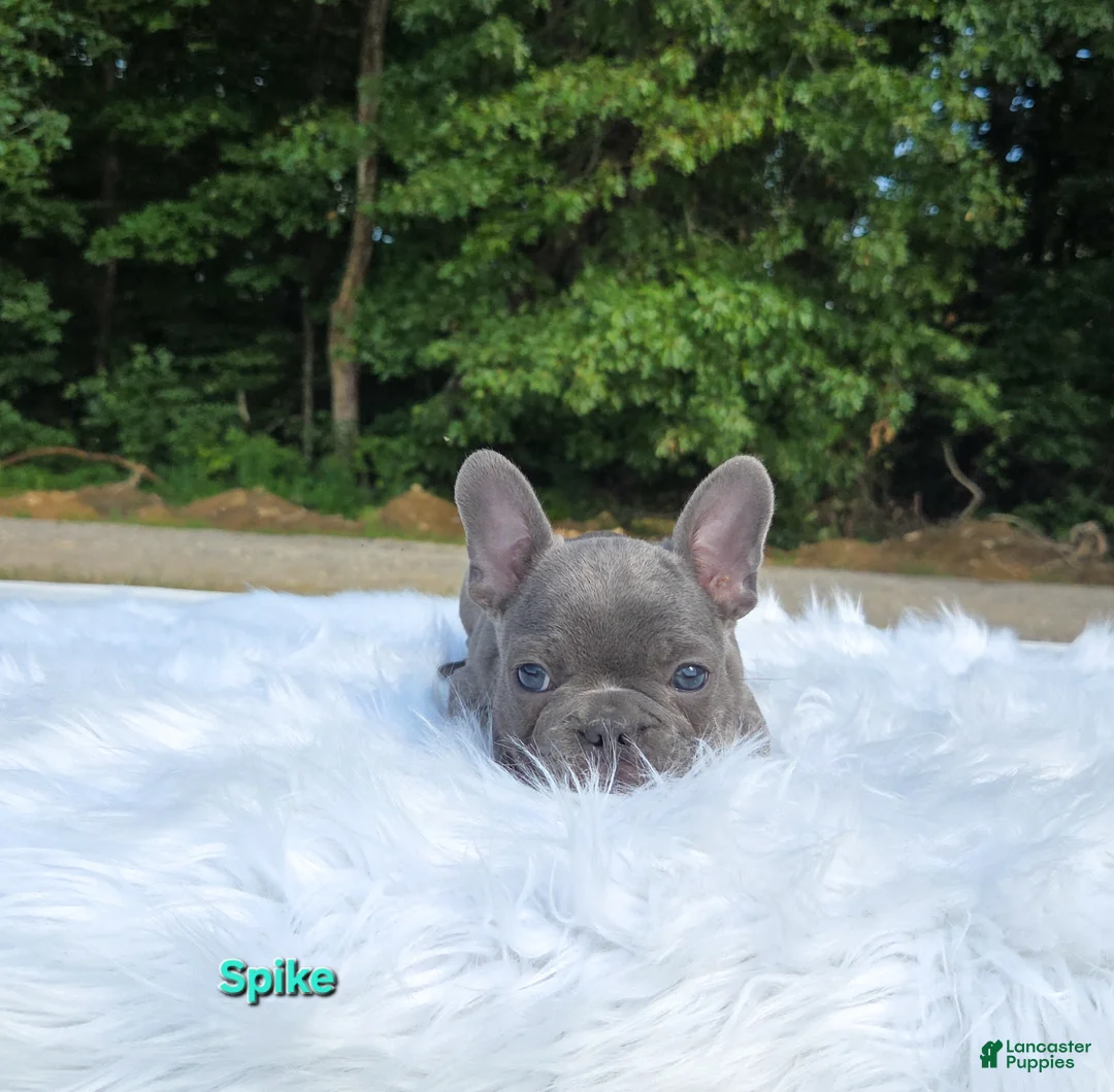 Frenchton dogs for sale: Spike - Ad 2
