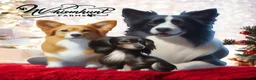 Border Collie dogs for sale: Border Collie 4 - Ad 1