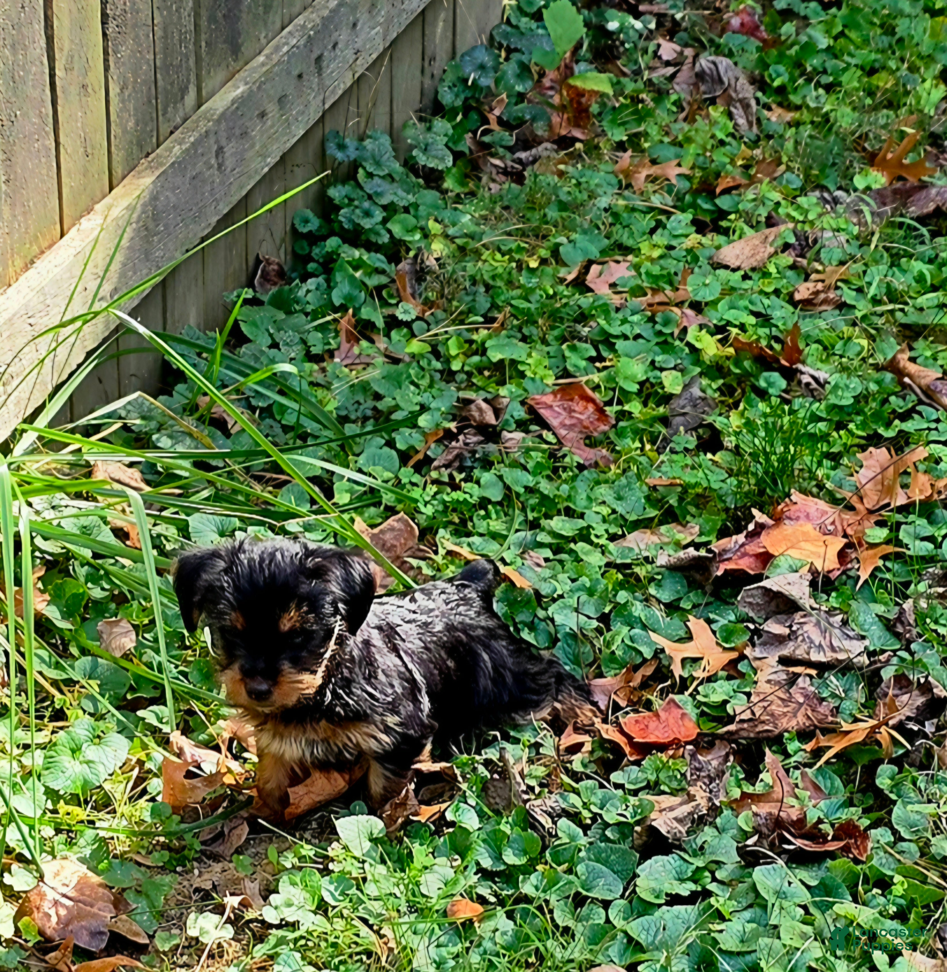 Yorkshire Terrier dogs for sale: Rowdy - Ad 2