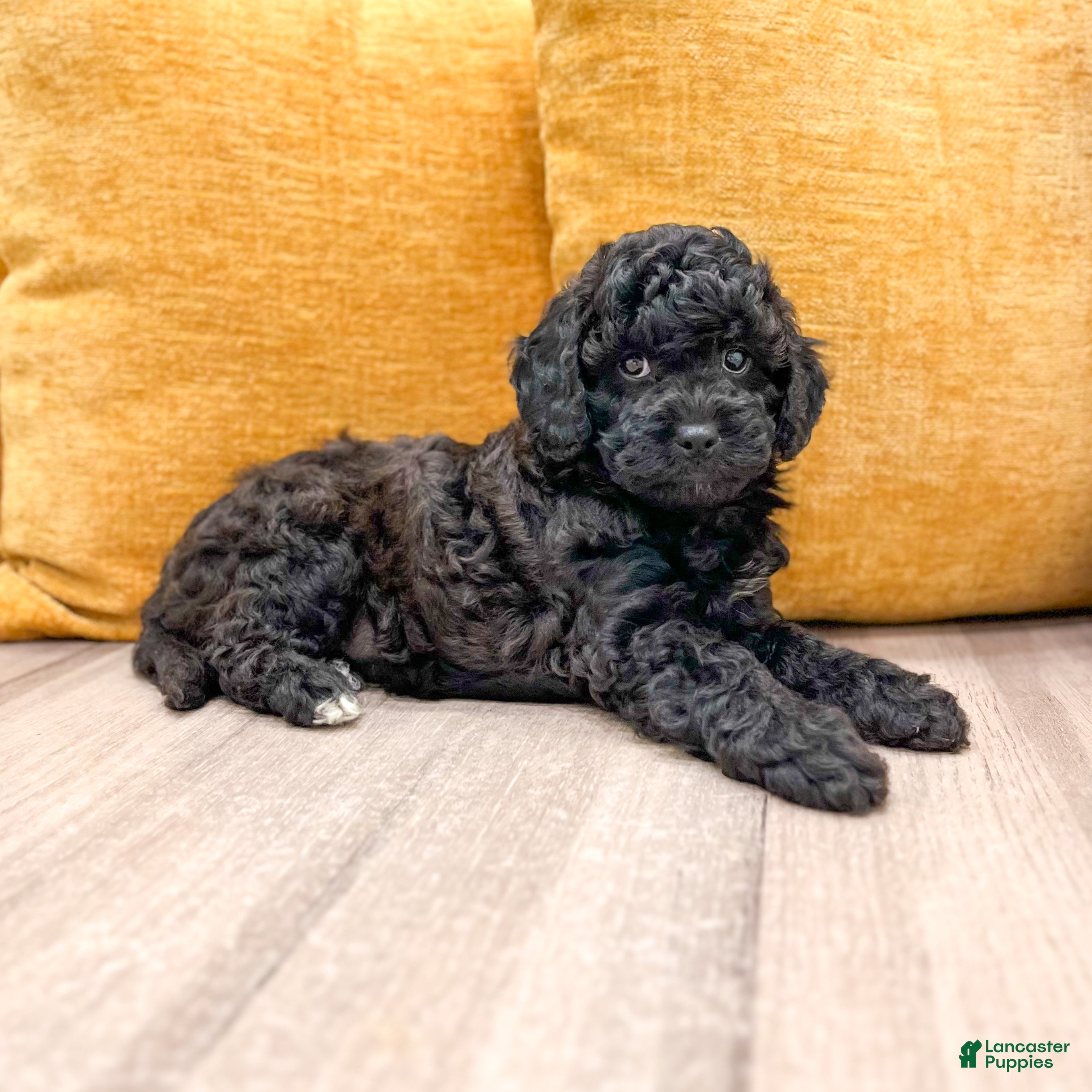 Cavapoo dogs Isaac - Ad 2