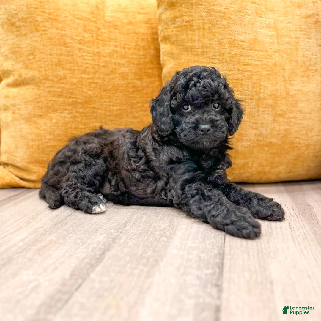 Cavapoo dogs for sale: Isaac - Ad 2
