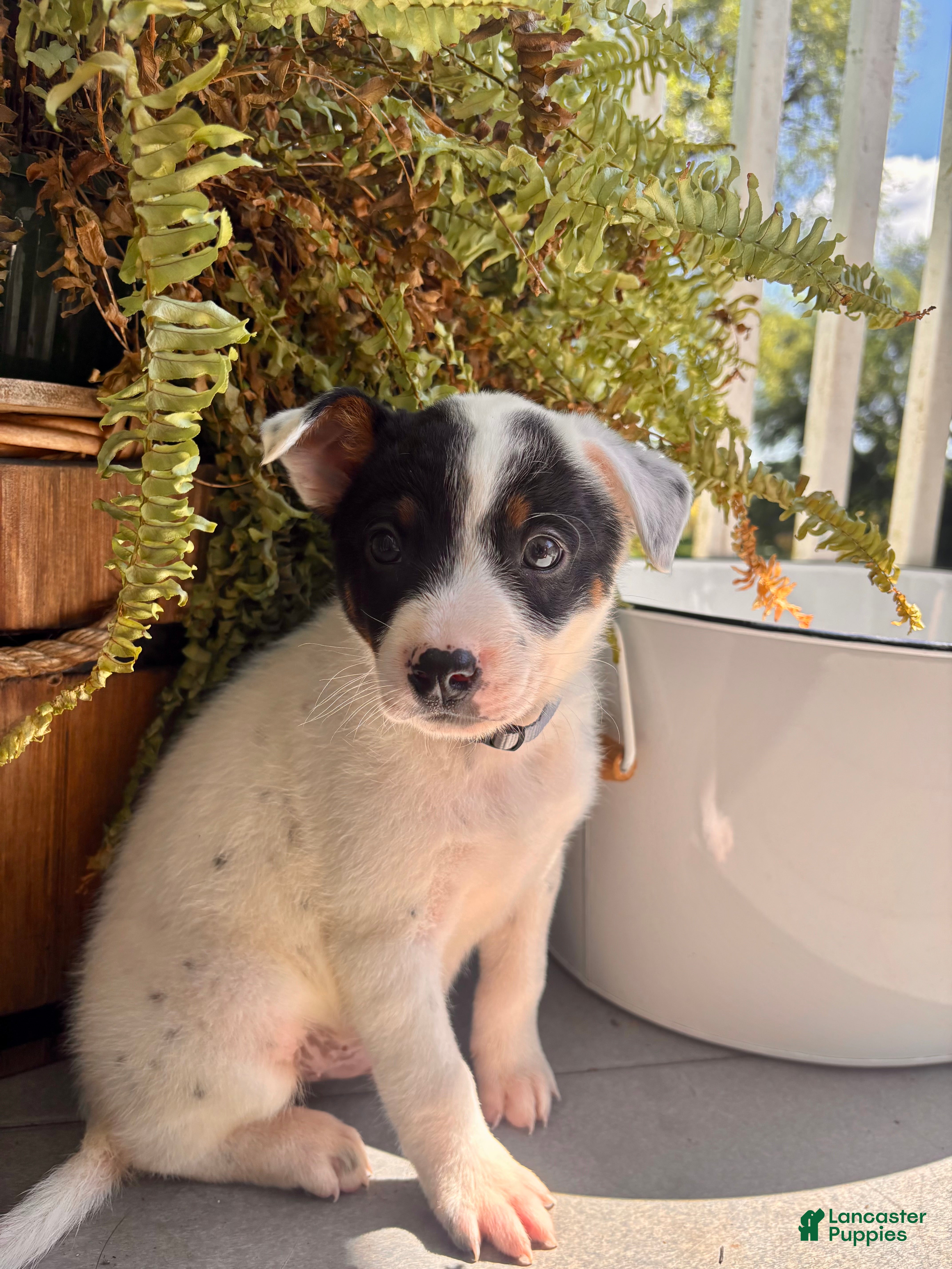 Australian Cattle Dog Jack Russell Mix Puppy Australian Cattle