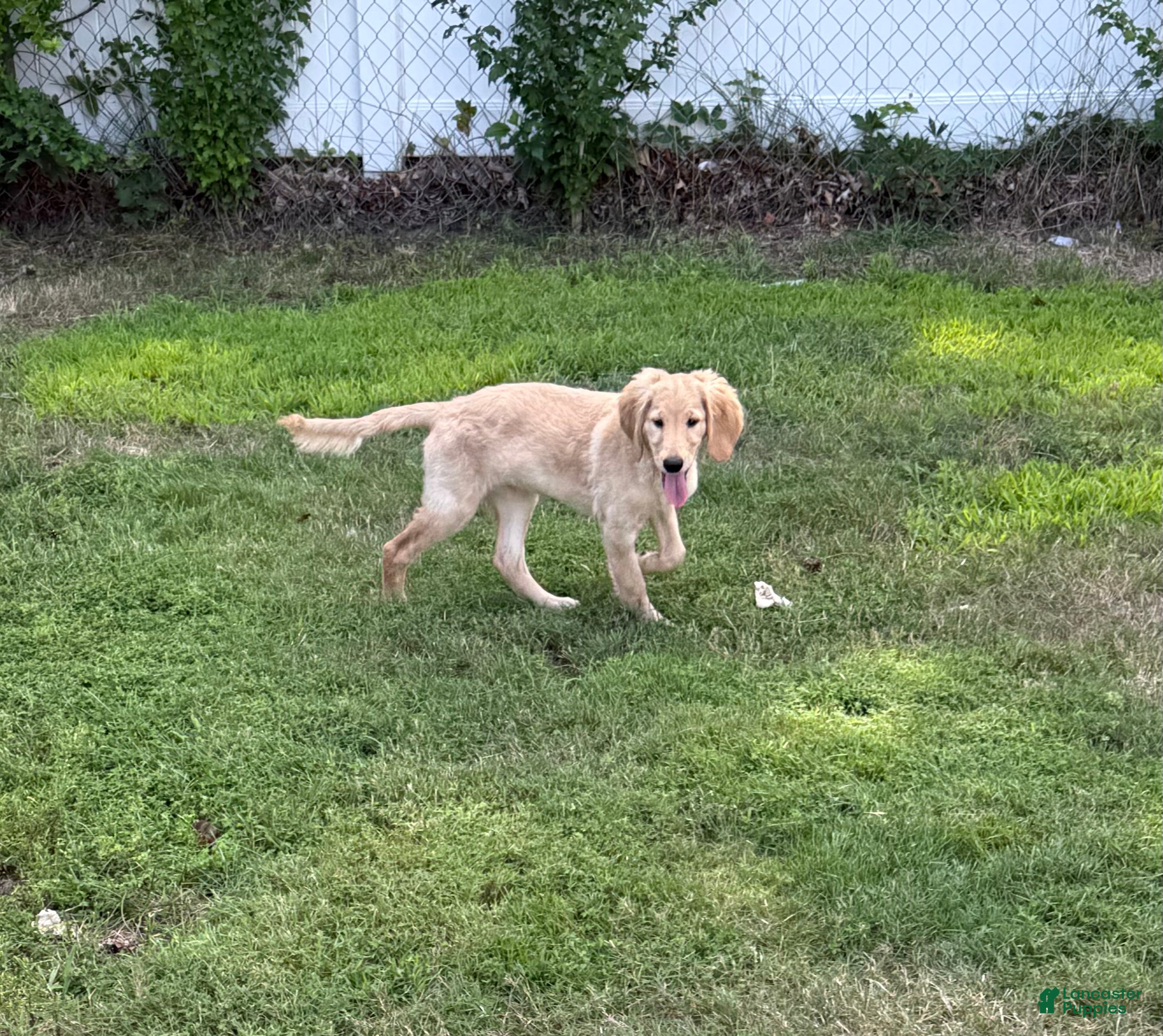 Goldendoodle dogs Ruth - Ad 2