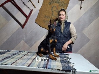 Doberman Pinscher dogs Larry - Ad 3