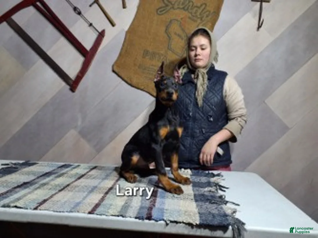 Doberman Pinscher dogs for sale: Larry - Ad 1