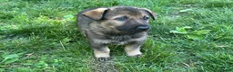 German Shepherd dogs for sale: German Shepherd 4 - Ad 3