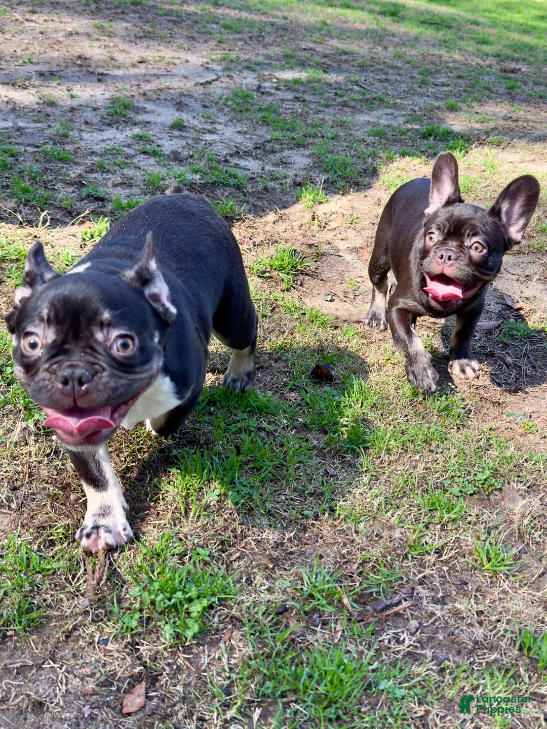 French Bulldog dogs for sale: Dove - Ad 2