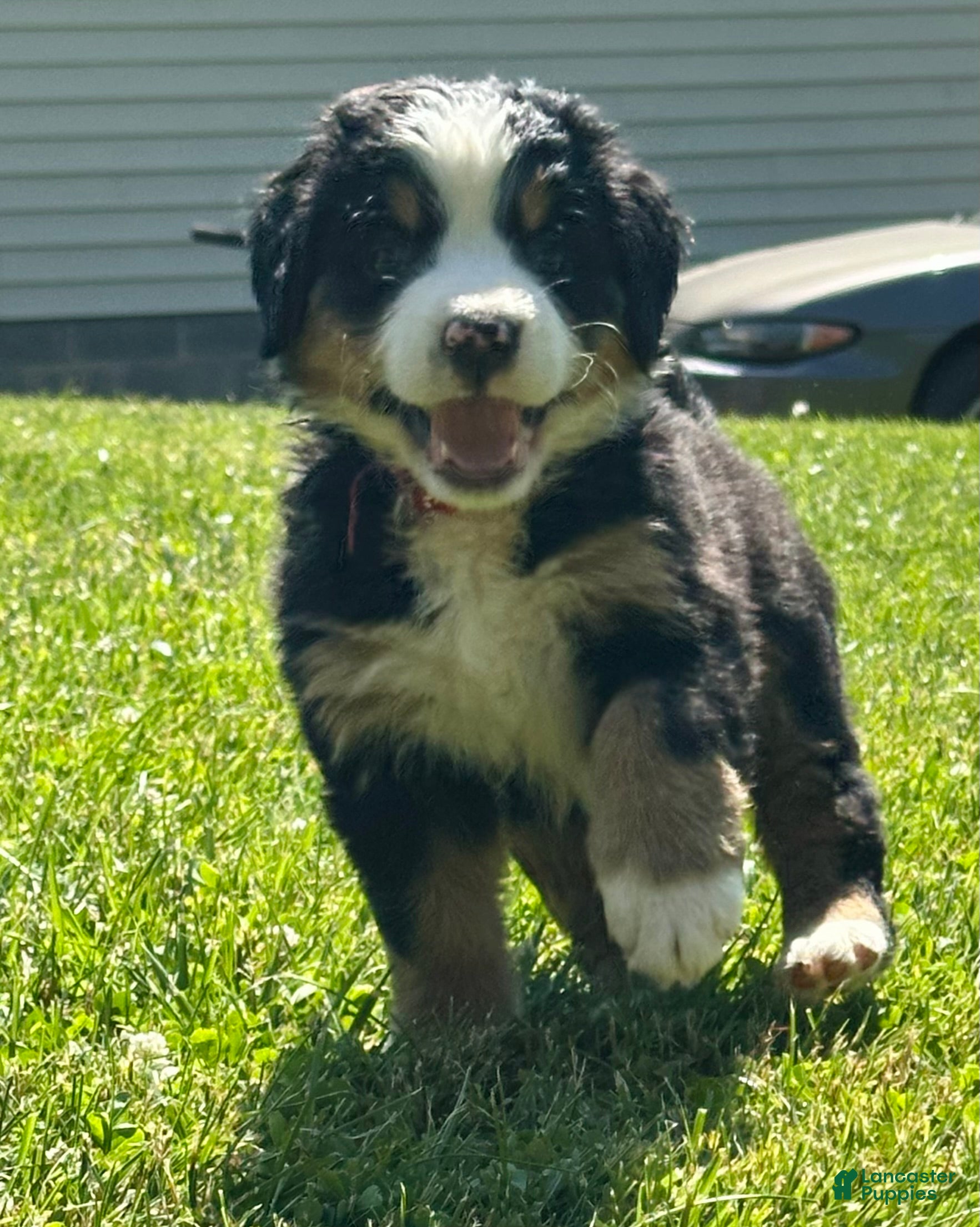 Bernese Mountain Dog dogs Berner bunch - Ad 1