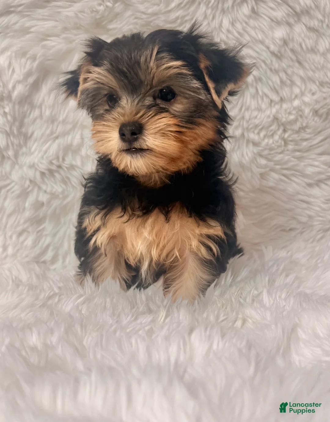 Yorkshire Terrier dogs for sale: Beverly - Ad 1