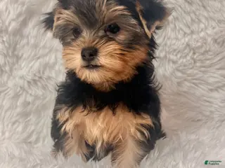 Yorkshire Terrier dogs for sale: Beverly - Ad 1