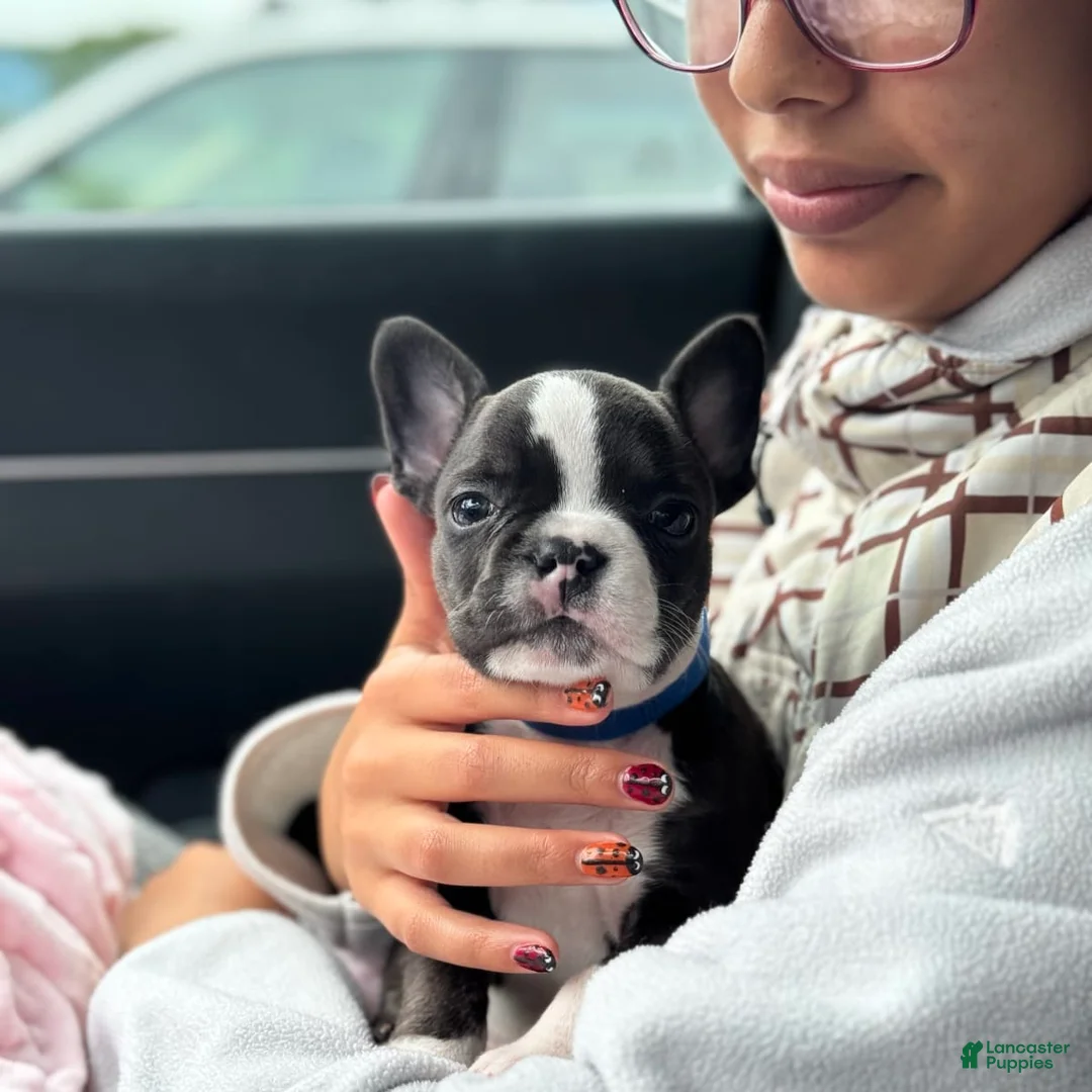 Gallery Image {{count}}