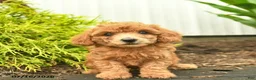 Toy Poodle dogs for sale: Alice  - Ad 3