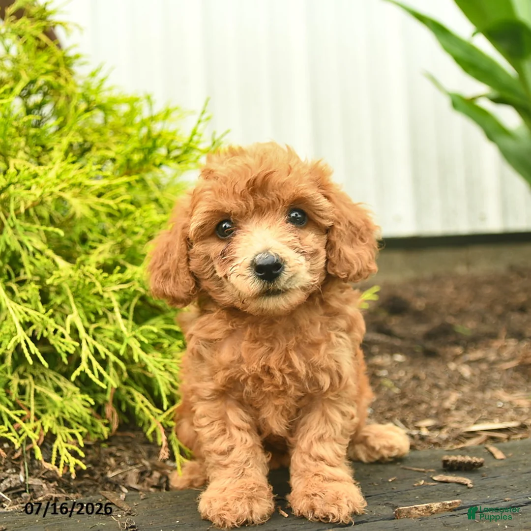 Toy Poodle dogs for sale: Alice  - Ad 3