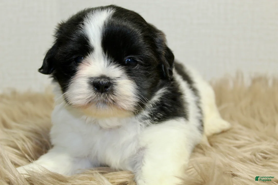 Shih Tzu dogs for sale: Panda - Ad 2