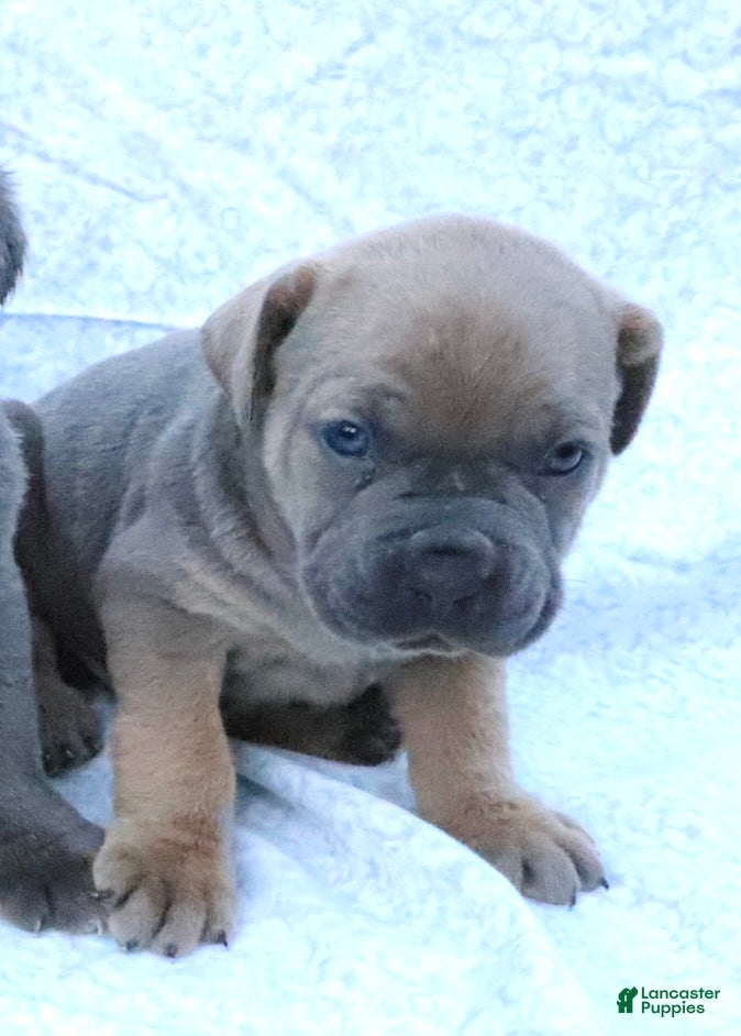 Cane Corso dogs Rex - Ad 1