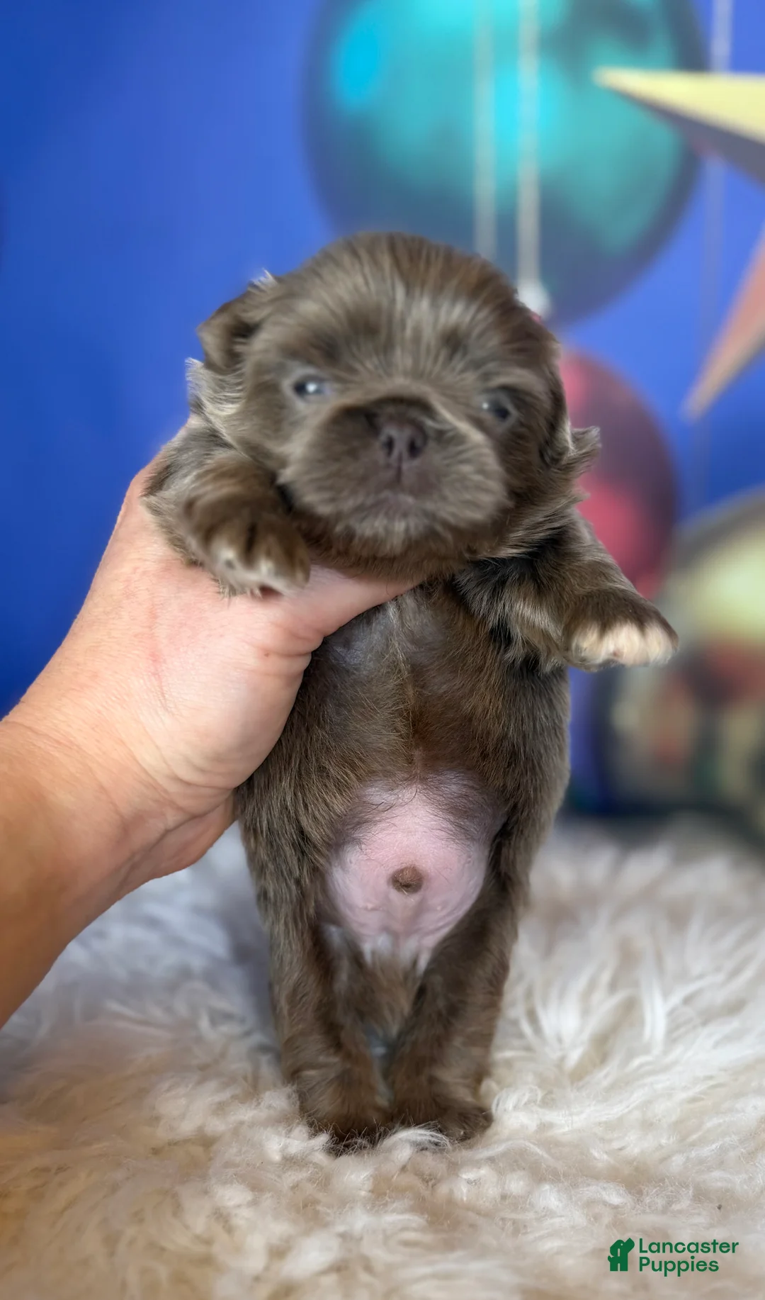 Pekingese dogs for sale: AKC DNA OFA Buddy lilac - Ad 7