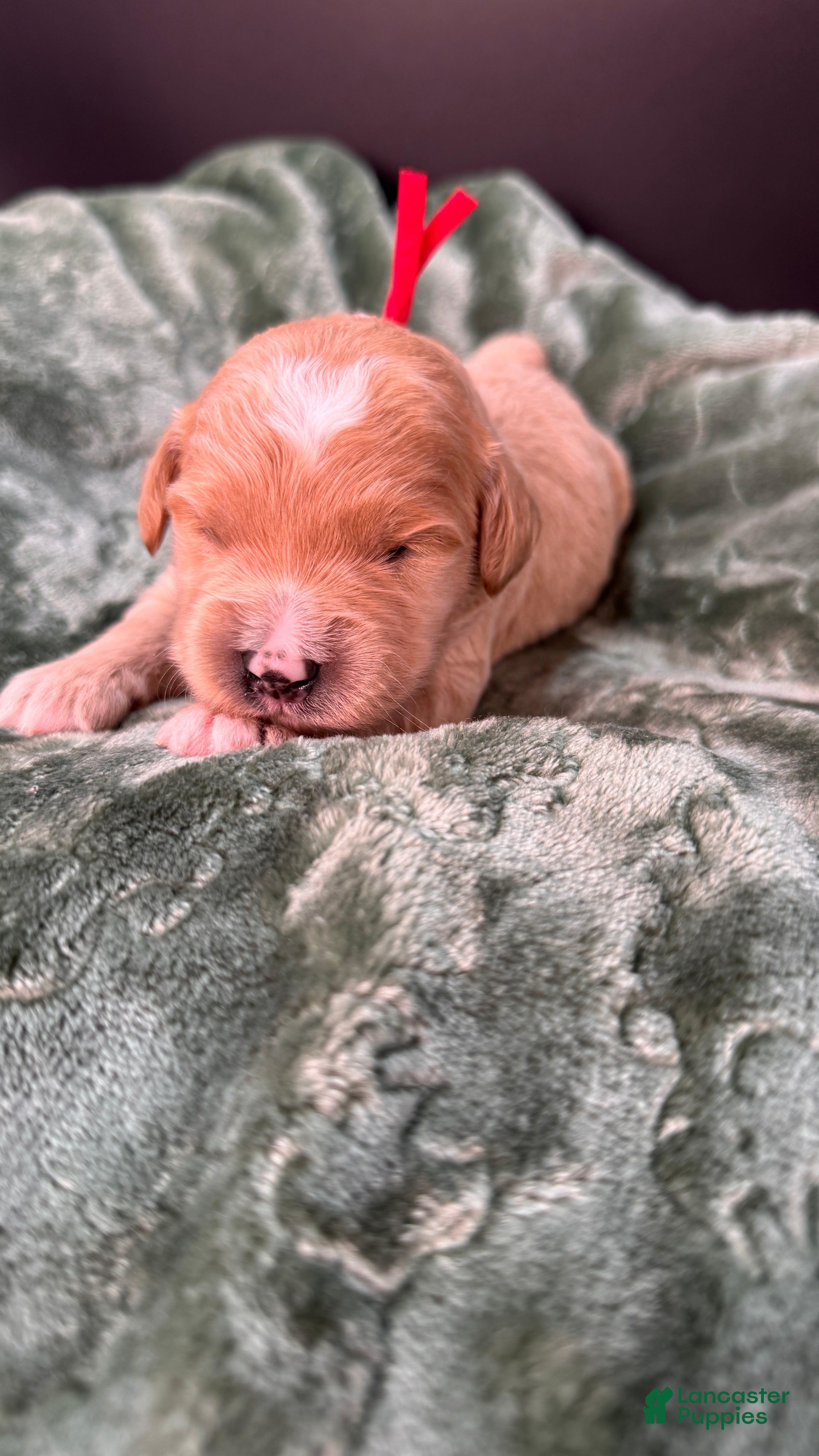 Mini Goldendoodle dogs Winston F One - Ad 12