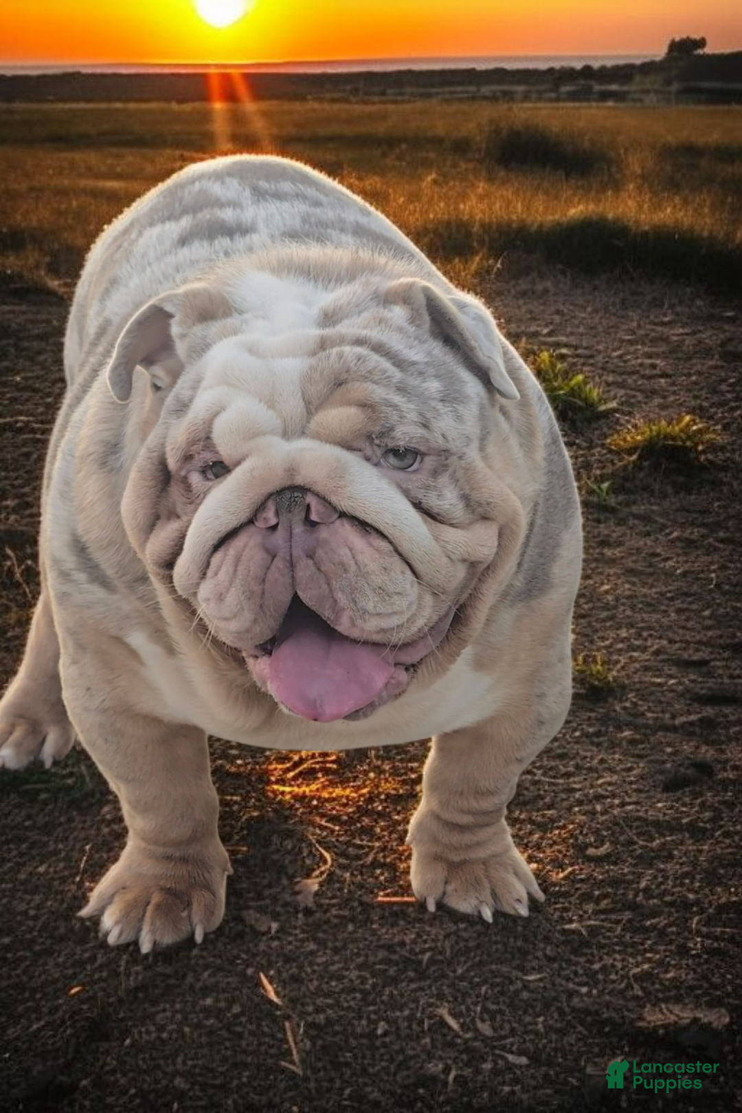 English Bulldog dogs for stud: English Bulldog 1 puppies - Ad 6