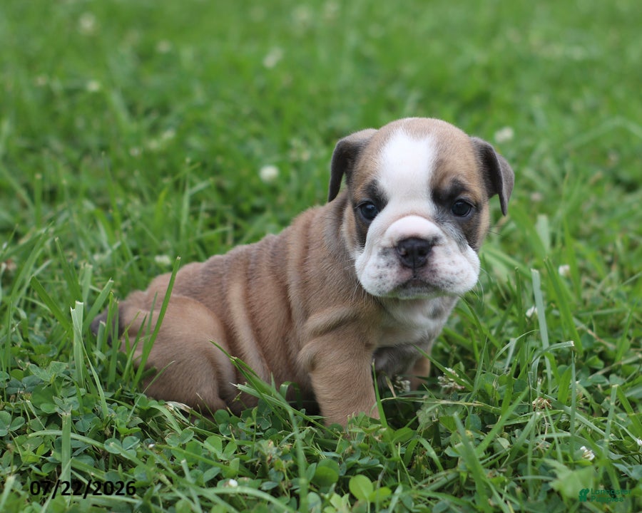 English Bulldog dogs Carla - Ad 1