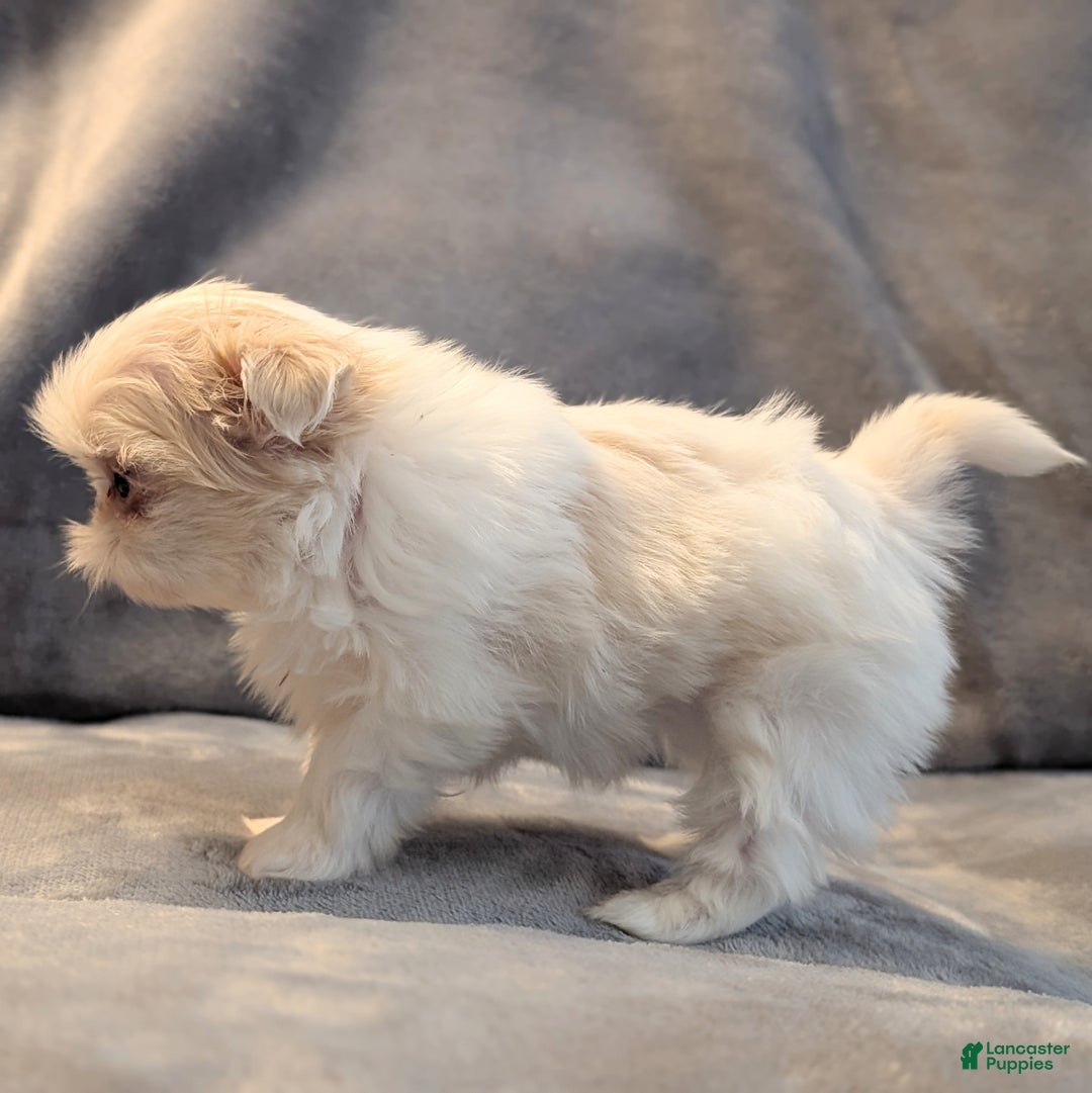 Shih Tzu dogs for sale: Hummingbird - Ad 10