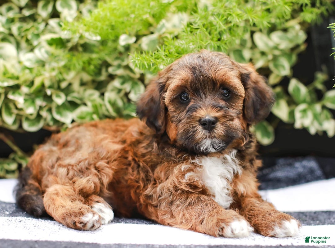 Gallery Image {{count}}