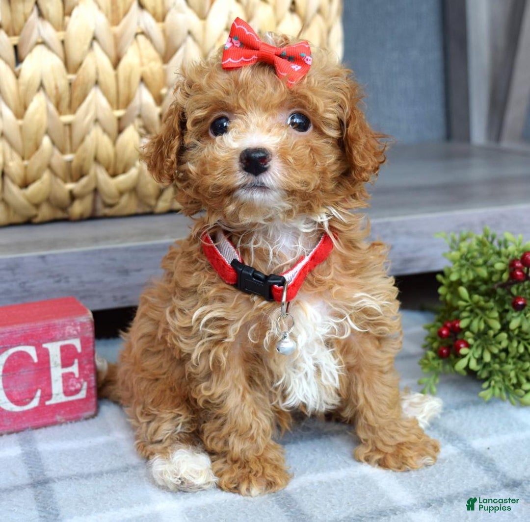 Maltipoo dogs for sale: Fargo - Ad 11