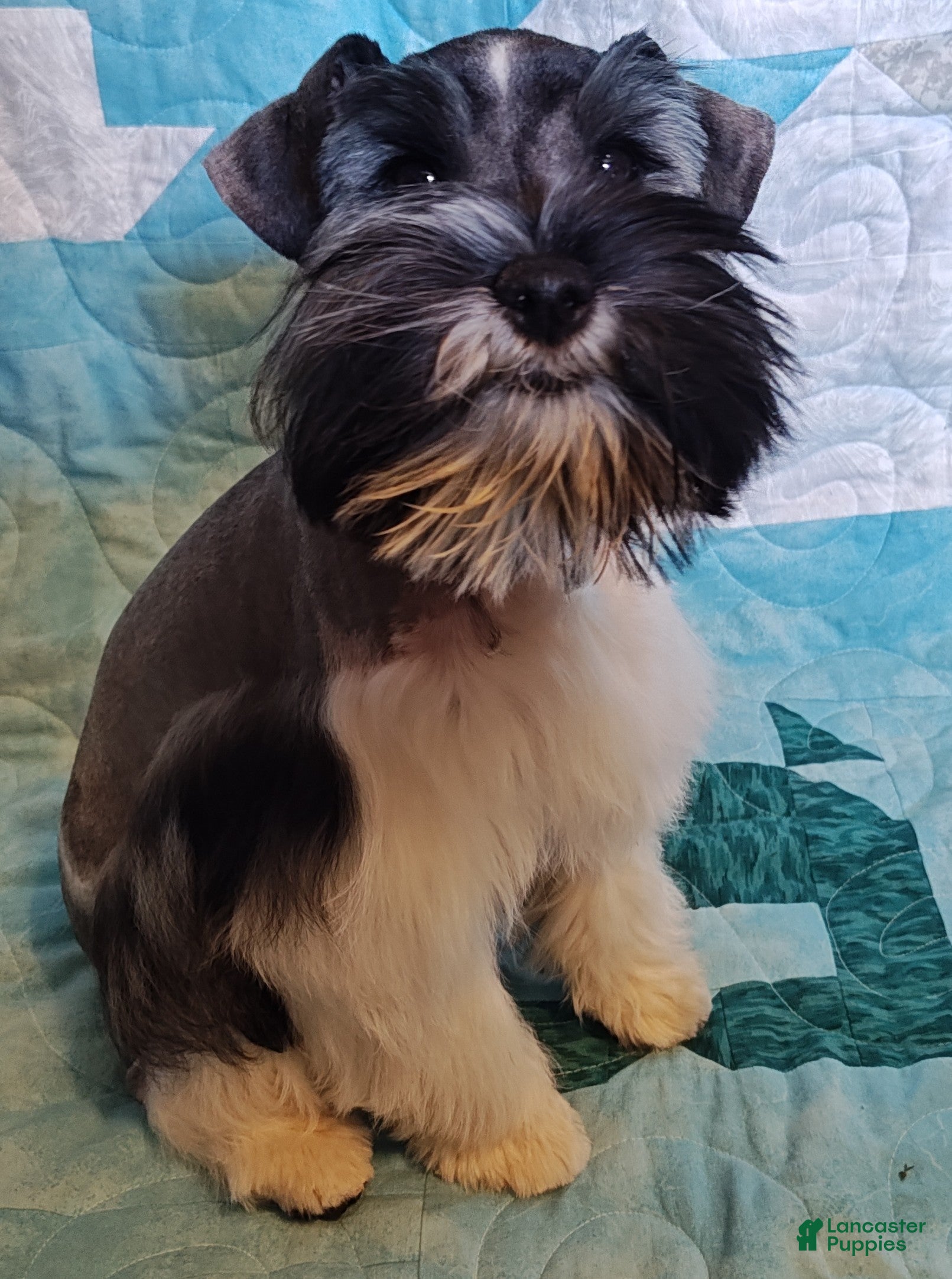 Miniature Schnauzer dogs Greta  - Ad 1
