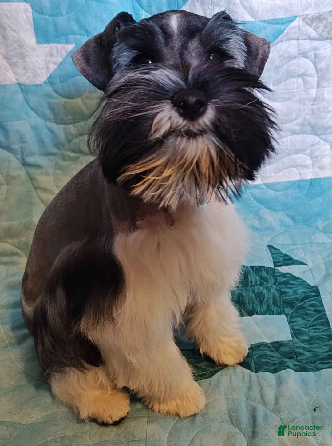 Miniature Schnauzer dogs for sale: Greta  - Ad 1