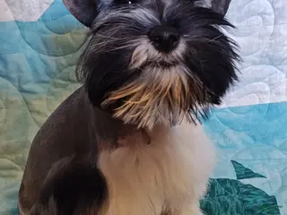 Miniature Schnauzer dogs for sale: Greta - Ad 1