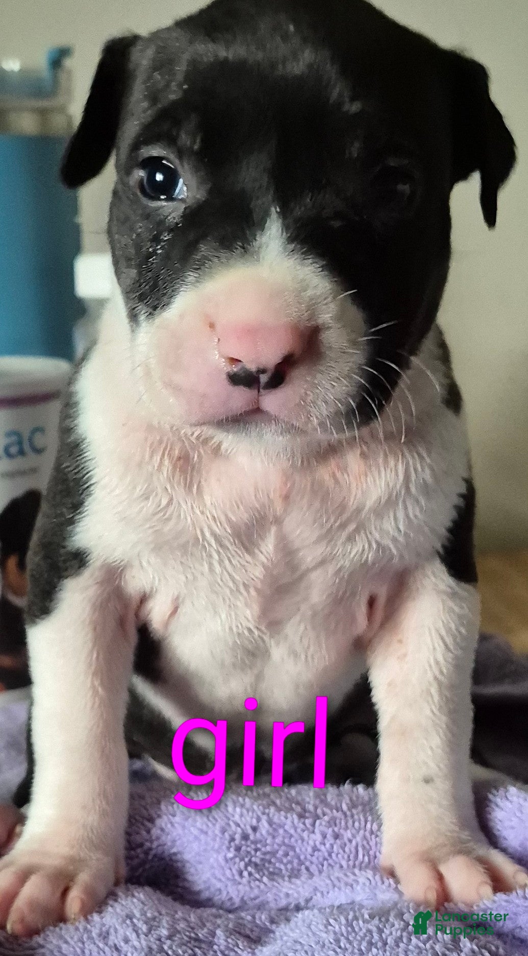 American Pit Bull Terrier dogs American Pit Bull Terrier Puppy 9 - Ad 9