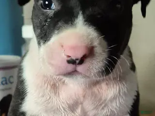American Pit Bull Terrier dogs American Pit Bull Terrier Puppy 9 - Ad 28