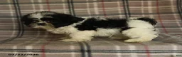 Shih Tzu dogs for sale: Kolby - Ad 10