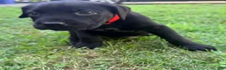 Cane Corso dogs for sale: Cain AKC red collar - Ad 7