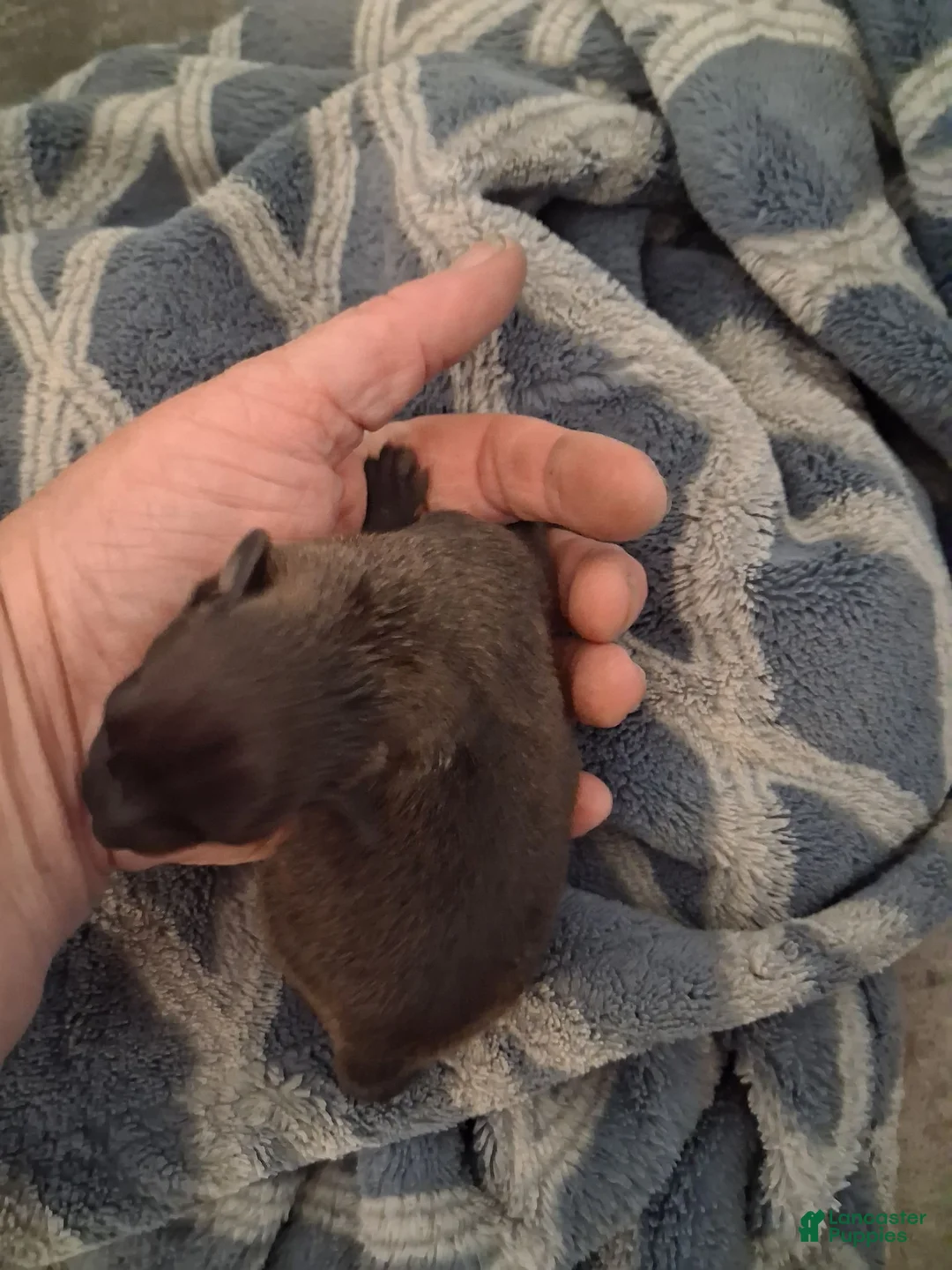 Chihuahua dogs for sale: Chihuahua 1 - Ad 1