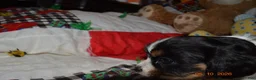 Cavalier King Charles Spaniel dogs for sale: Cavalier King Charles Spaniel Puppy 1 - HUEY - Ad 19
