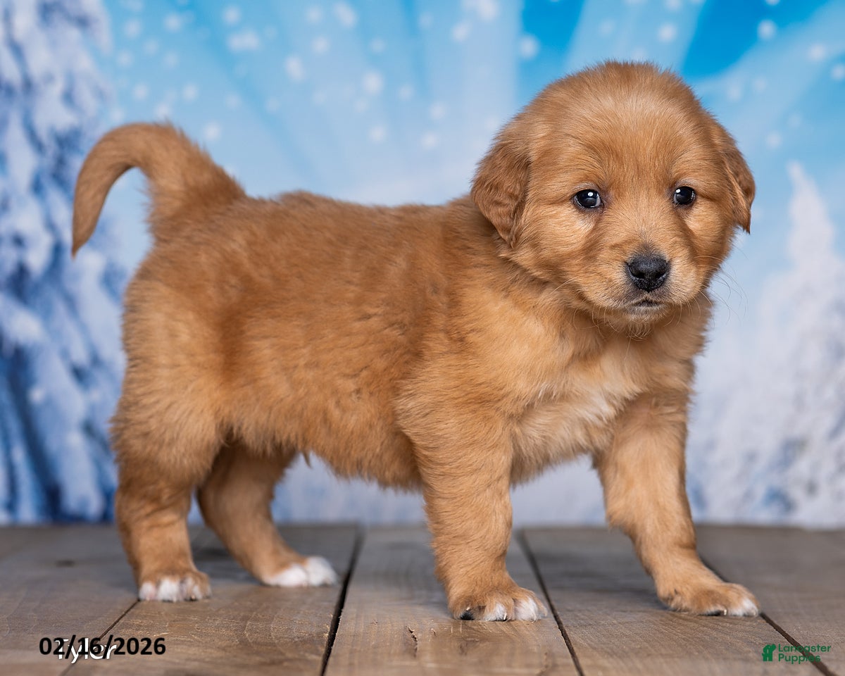 Golden Retriever dogs Tyler - Ad 2