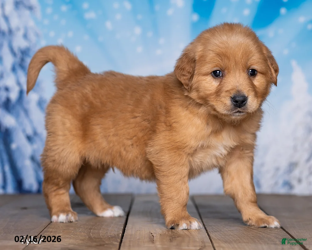 Golden Retriever dogs for sale: Tyler - Ad 2