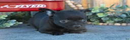 Chihuahua dogs for sale: Haley - Ad 1