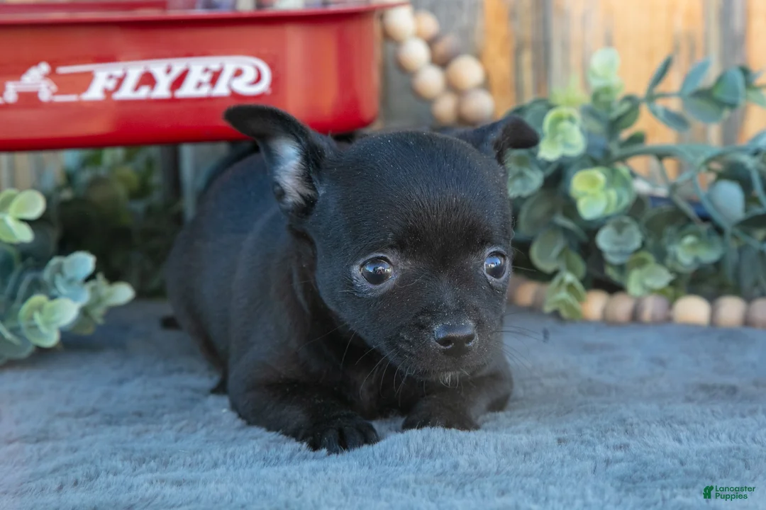 Chihuahua dogs for sale: Haley - Ad 1