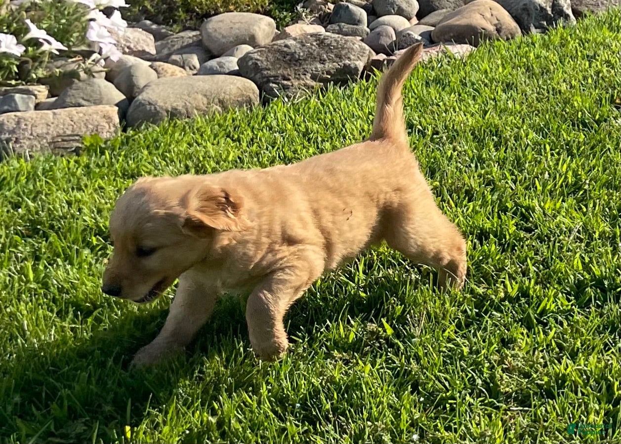 Golden Retriever dogs Golden Retriever 2 - Ad 1