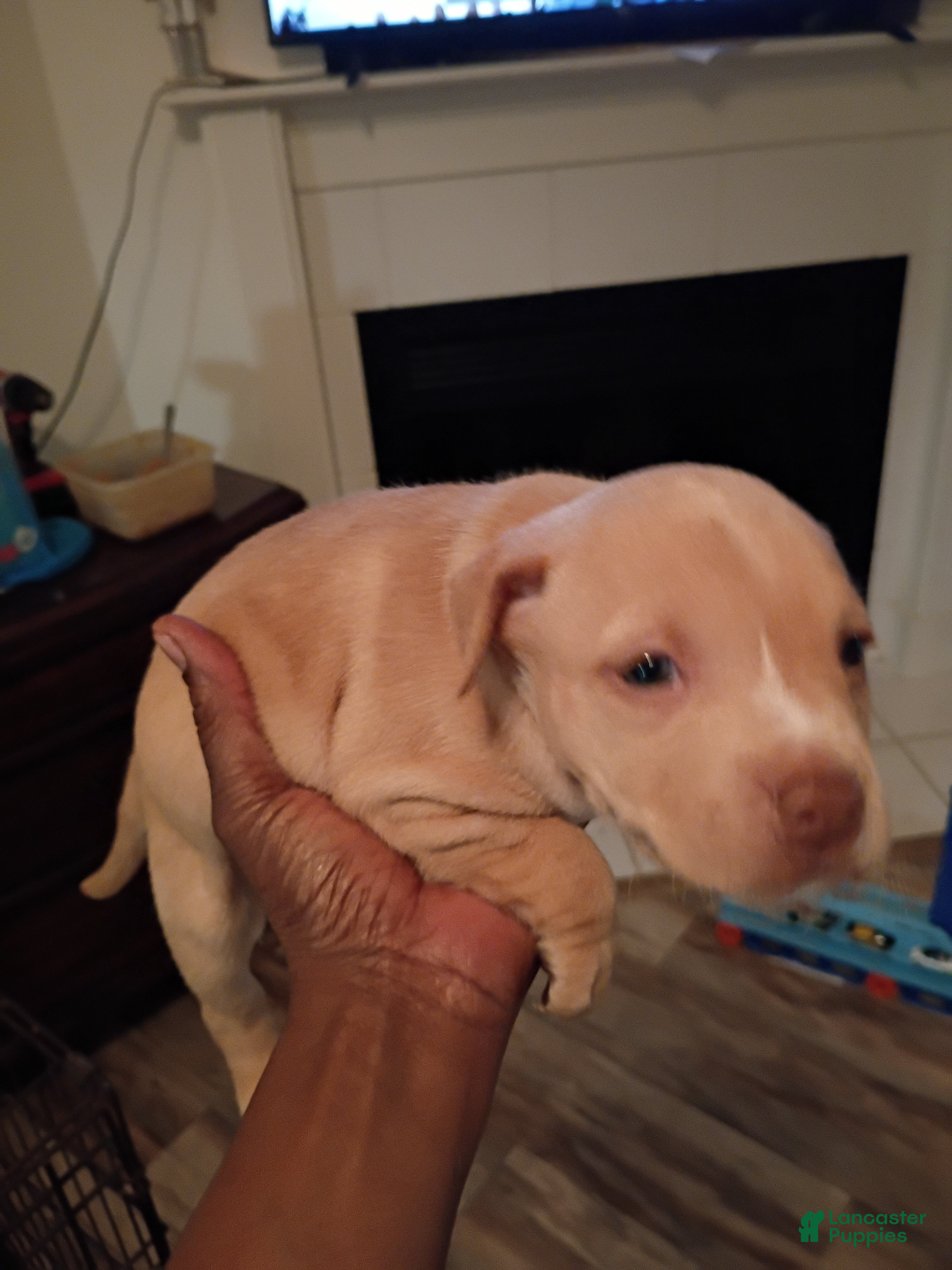 Mixed Breed dogs Bully pitbull - Ad 40