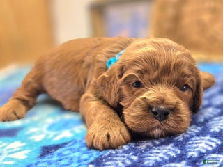 Cavapoo dogs Potato - Ad 17