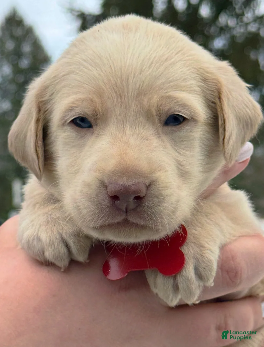 Labrador Retriever dogs for sale: Labrador Retriever Puppy 1 - Ad 23